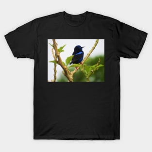 Red Legged Honeycreeper T-Shirt